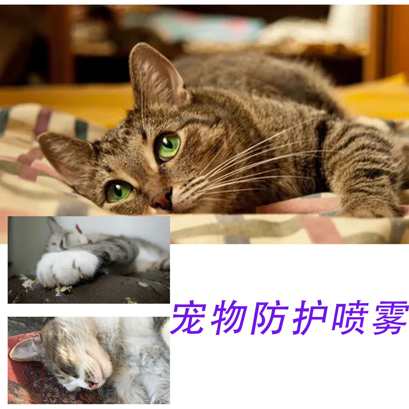 小毛