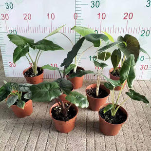 Base Direct Sales Green Plant Potted Potted Florals Home Green Plant Potted Plant 90 # Alocasia Mix