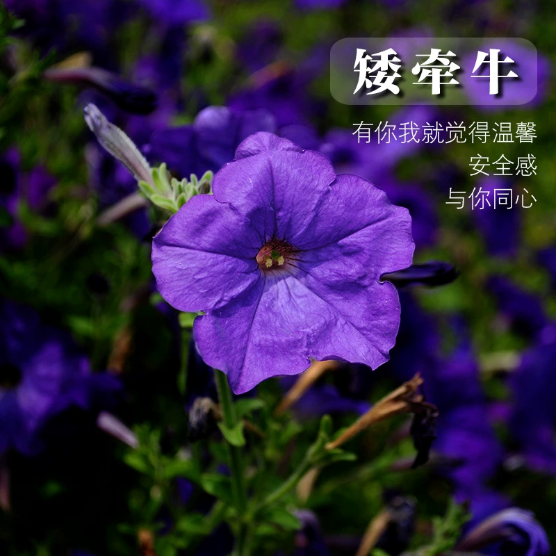 Инженерное озеленение семена цветов петунии легко жить, многосезонное цветение на открытом воздухе озеленение семена цветов рога оптом