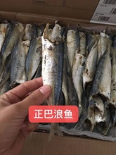 【肉多鲜香】福建特产咸巴浪鱼干干货无头熟鱼干咸鱼干小海鱼海鲜