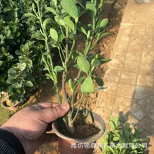 ���~�S���窚�U�S�������~�S���������S������ͥԺ�h�ʾG��