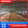 自动养鸡养鸡场喂料线料