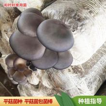 ���l���طNֲ��ƽ���N�Ӿ��N��3�� �߮aƷ�Nƽ������ �ڸк�ƽ��