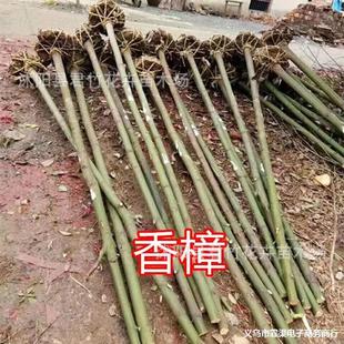 ���������������l ��ľ ������ľ ���NҎ���Rȫ ���󃞻�