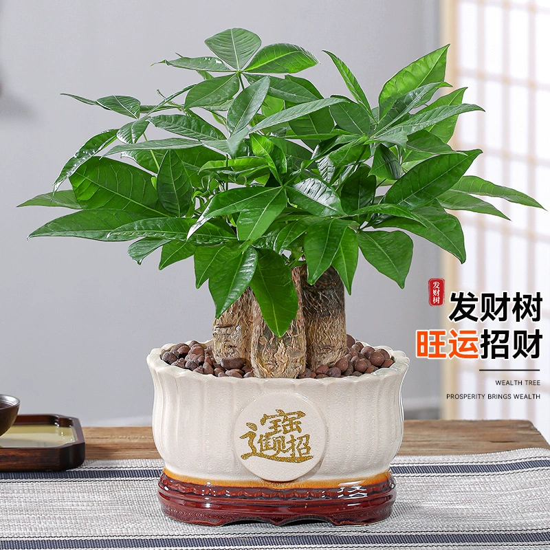 Богатое дерево в горшках комнатные растения