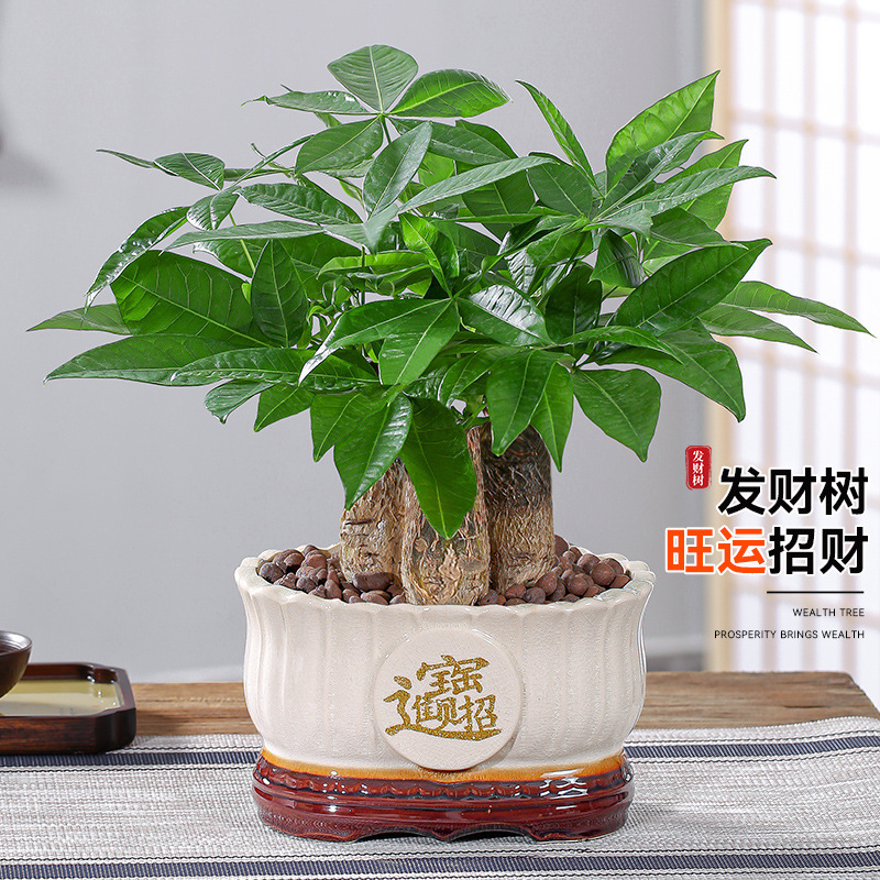Money Tree Potted Indoor Plant to Attract Wealth, Living Room, Office Desktop Green Plant, Easy to Feed in All Seasons, New Opening Gift