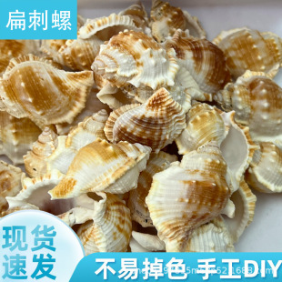 扁刺螺 天然海螺贝壳扁刺螺DIY批发 寄居蟹替换壳鱼缸水族幼教标-阿里巴巴
