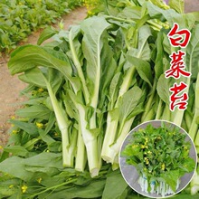 多子多福甜菜心种子多心白菜苔种籽连州青菜籽农家高产蔬菜种孑籽