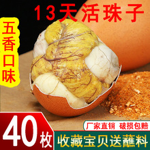 新鲜13天活珠子工厂 五香味香辣味开袋即食 熟的钢化蛋旺蛋非毛蛋