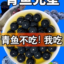 青鱼珠珠软饵料钓巨物颗粒野钓黑坑钓鱼缓沉浮水大青克星鱼饵