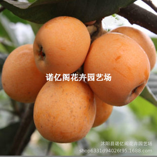 �������޽Ӵ��������˘���tɳ���˘�����Ϸ��������Ե��Թ���