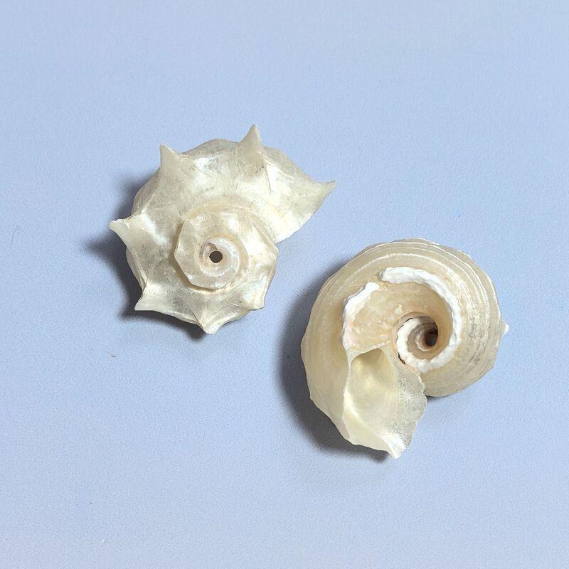 ヤドカリの殻巻き魚交換専用殻天然巻貝繁殖水槽造園水族館装飾セット|undefined