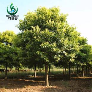 ���~Ůؑ������ߗU���~ŮؑС��ͥԺ�G���ϱ����Nֲ�ļ�����