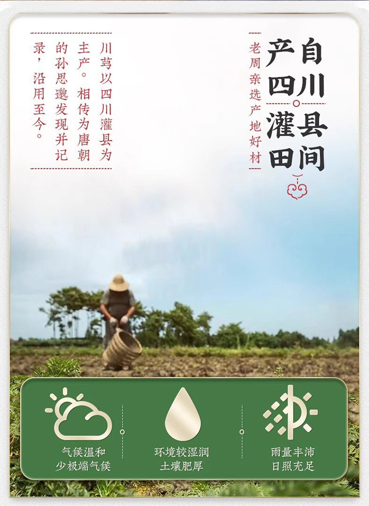 Premium Chuanxiong Slices Dried Sichuan Lovage Root for Herbal Decoction and Soup 200g key features