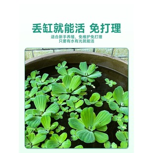 ��Ƽˮ��ֲ���~���쾰ˮ��ֲ����~���Bð��һ�~ɏˮܽ��ˮ���J