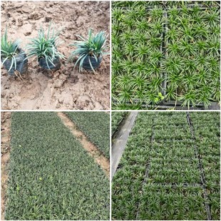 Zhongshan Quilt Plant Jade Dragon Grass Promotion Durable Jade Dragon Grass Evergreen All Seasons