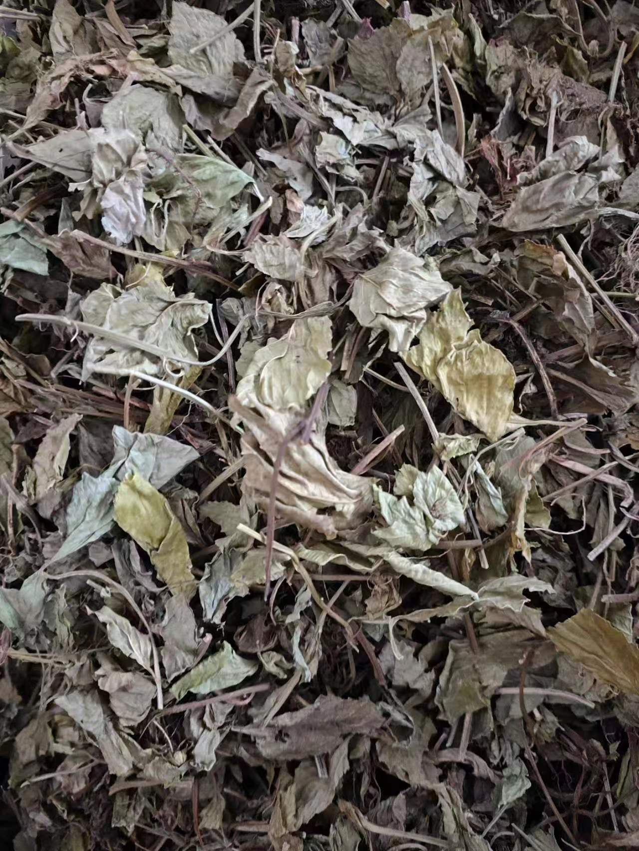 Ling Ling Xiang Powder (Lysimachia foenum-graecum) — Dried Aromatic Herb, 500g quality and texture