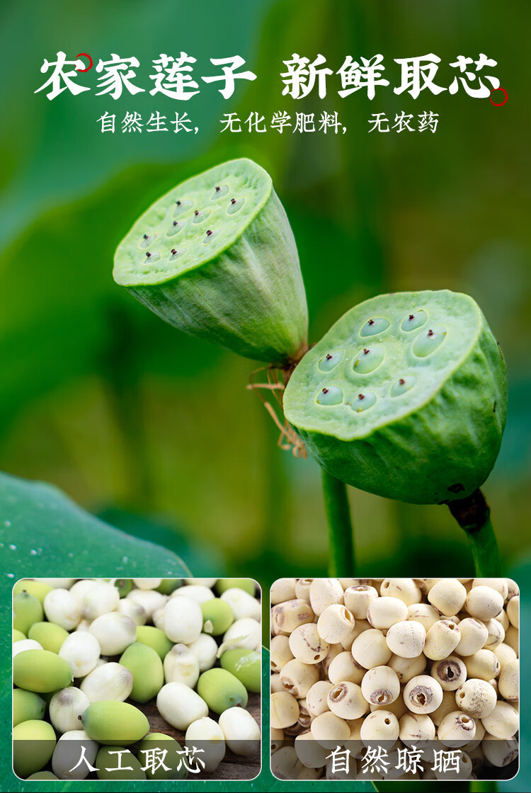 White Lotus Seeds Bai Lian Zi 500g Dried Coreless Nelumbo nucifera Seeds for Soup Congee and Herbal Cooking quality and texture