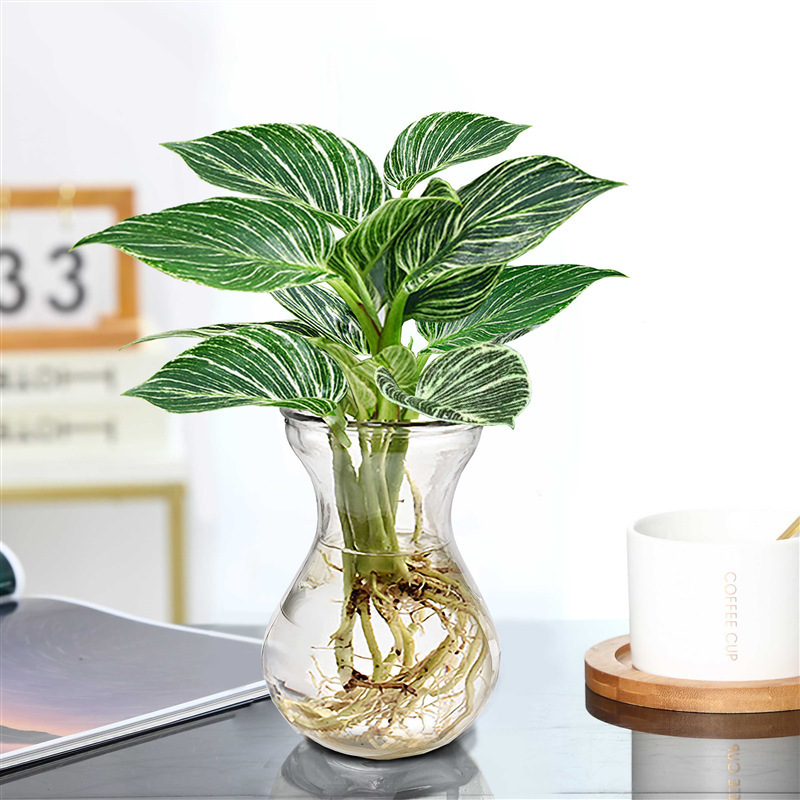 플래티넘 다이아몬드 높이 30cm 싱글 히아신스 유리병 + 영양액