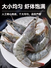 大蝦鮮活超大青島大蝦白蝦速凍新鮮海捕冷凍蝦類海鮮水產