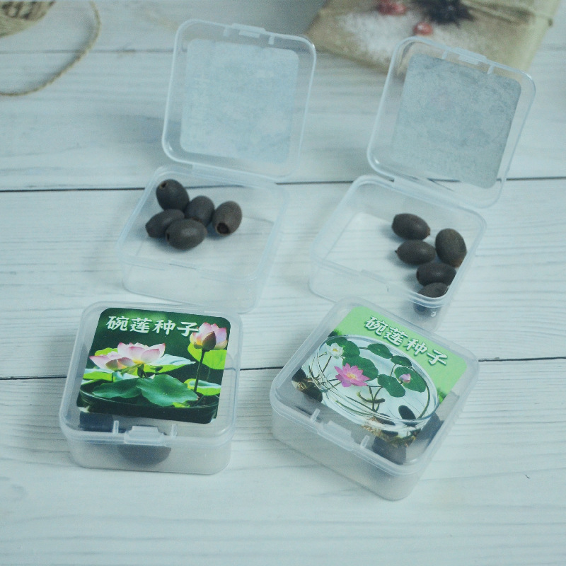 수경 식물 그릇 연꽃 씨앗 실내 꽃 좋은 아이들 관찰 식물 성장 심기 화분 식물 관찰 뿌리 새로운