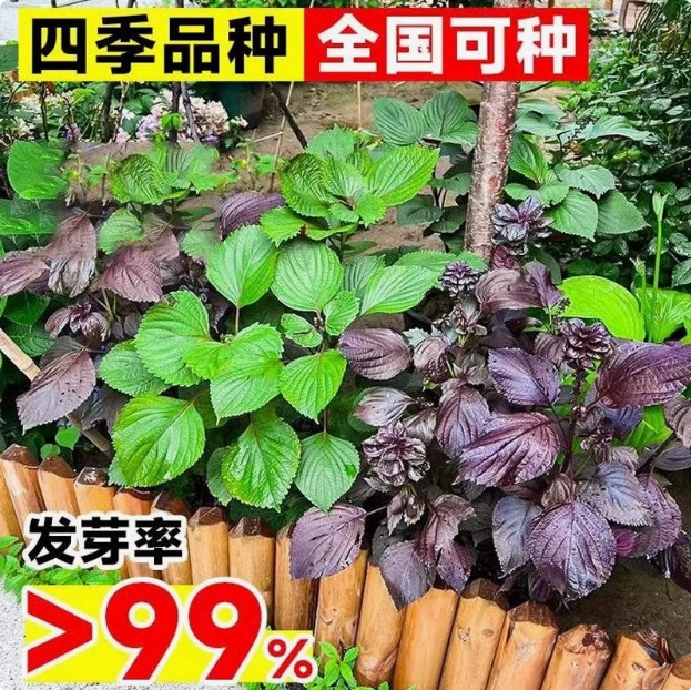 Семена периллы, листья периллы, съедобные рассадные растения в горшках, семена четырехсезонные, овощные листья периллы