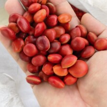 批发大红豆  红木鱼菩提子 精品菩提子原料批发