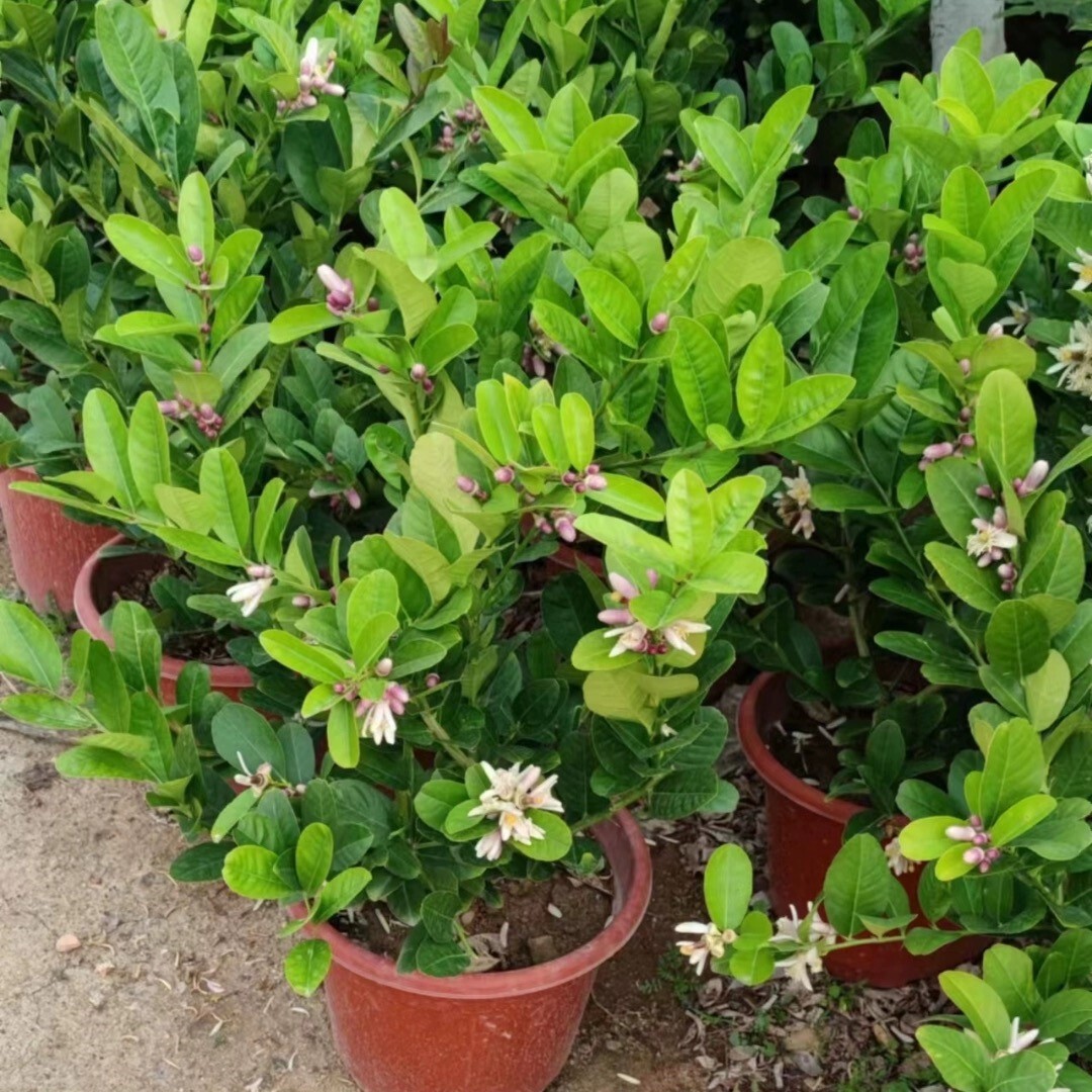 ��ˮ���ʘ������Ԏ����҃�����Y���o���ļ�������ʳ�Ù��ʘ����