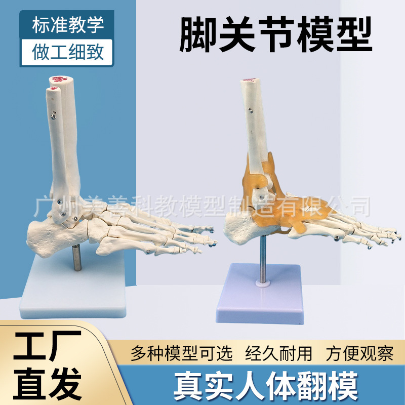 1:1 foot joint model foot bone foot joint Natural big foot bone foot bone foot anatomical structure model 1:1 foot joint model foot bone foot joint Natural big foot bone foot bone foot anatomical structure model