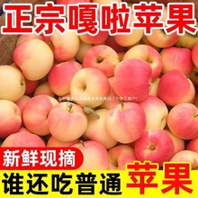 2025新鲜苹果嘎啦果当季水果孕妇非红富士美八整箱批发特级其他】