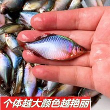 鲏皮除藻好养七彩石旁游鱼冷水观赏原生群鱼苗鳑小型鱼鱼活体淡水