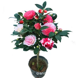 盆栽;种子;园林果树