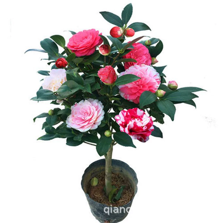 Оптовая продажа Четыре сезона Камелия Ся Мэн Ян Пинг в этом году Цветущий пятицветный красный саженцы чайного дерева Сянфэй со вкусом Сянфэй в горшках