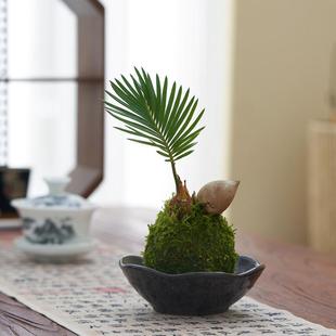 Ferula Potted Cycad Baby Office Desktop Indoor Coffee Table Living Room Green Plant Moss Ball Evergreen and Easy to Maintain All Year Round