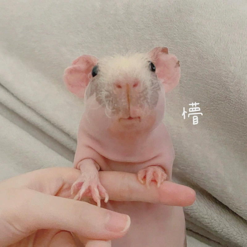 Голландский безволосый кролик, принадлежности для хомяка, супер милый мини-гиппопотам, съедобный общежитие, милый розовый длинноволосый туалет