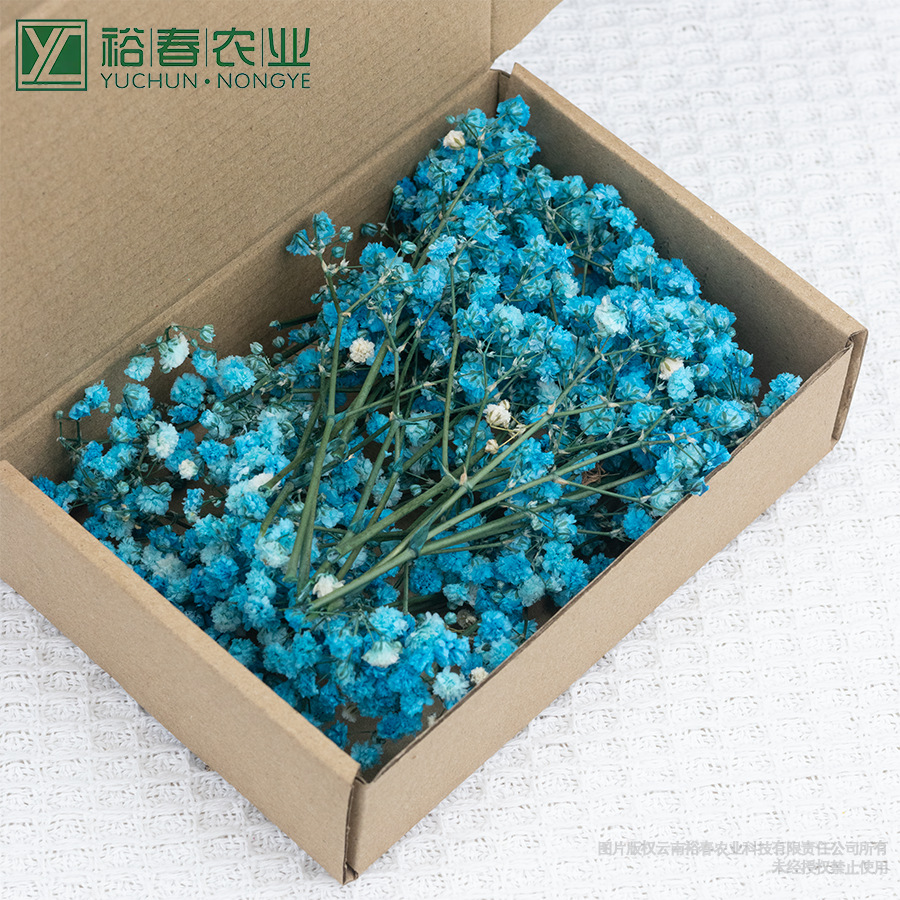 블루 안개꽃 50개들이 상자