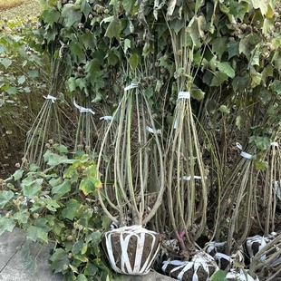 ľܽ�� ��ľ���� ���G��ľ ˮ��ֲ�� ˮ������ �нӈ@��С�^�G��