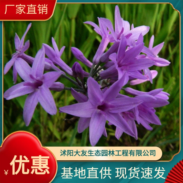 Большое количество оптом озеленение растений фиолетовый цветок саженцы кустарник вечнозеленый