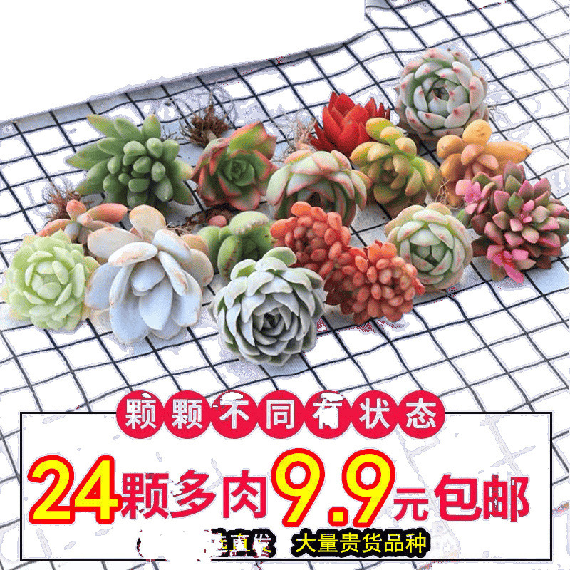 多肉植物卸売鉢植え組み合わせ花屋内ルビーエデナス高級多肉植物ガーデニング|undefined