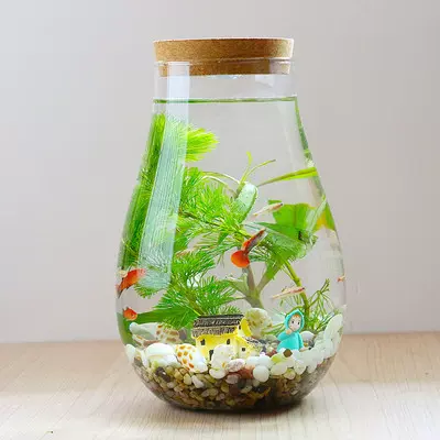 diy水培植物玻璃瓶 苔藓微景观生态瓶 水滴斗鱼瓶  室内绿植摆件