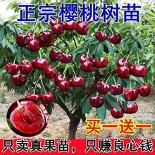 双季矮化种植树苗车厘子特大樱桃当年盆栽地栽南方北方结果种植苗