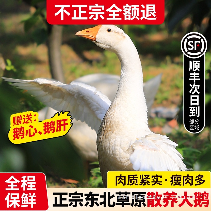 东北大鹅整只鹅肉新鲜大鹅草原散养鹅肉生鲜狮头鹅土鹅铁锅炖大鹅