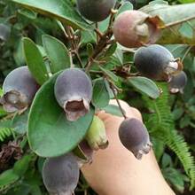 正宗桃金娘树苗山捻子苗山阳台苗乌稔多尼小盆景地栽捻子室外批发