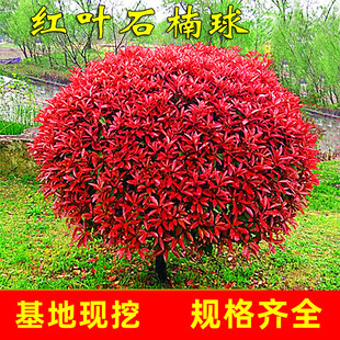 һ�����l�t�~ʯ������ͥԺ���Լt�_�eС��h�ʠ��G�����ļ�����