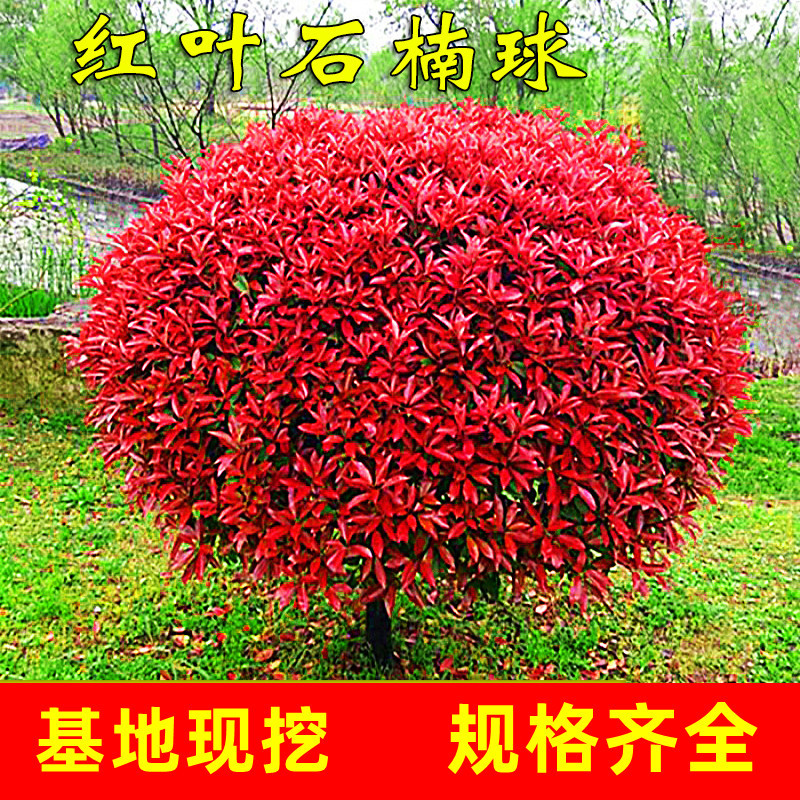 一件代发红叶石楠球树苗庭院地栽红罗宾小苗篱笆墙绿化苗四季常青