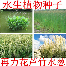 ˮ��ֲ���������N��˯ɏ�ѻ��~�J���S���JȔˮ�[���~���Sβ�N��