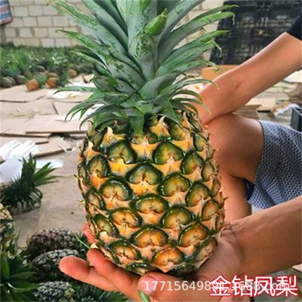 Новый Тайвань Золотой бриллиант ананас рассада балкон двор Горшечное растение ананас фруктовое дерево рассада Южное Горшечное растение с листьями