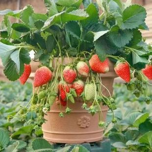 �ļ����Լt��ݮ�N�Ӽ�ͥ��@�Nֲ�óԼt��ݮ�N�ѻ��׹��t