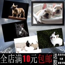 法国斗牛犬宠物海报装饰画牛皮纸相框相片纸有框画挂相框墙画壁画