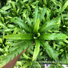 ������ֱ�������l�҃��^�~����������~ֲ�����90#չ�~�B��ާ